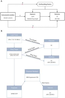 Genetic association of lipids and lipid-lowering drug target genes with Endometrial carcinoma: a drug target Mendelian randomization study